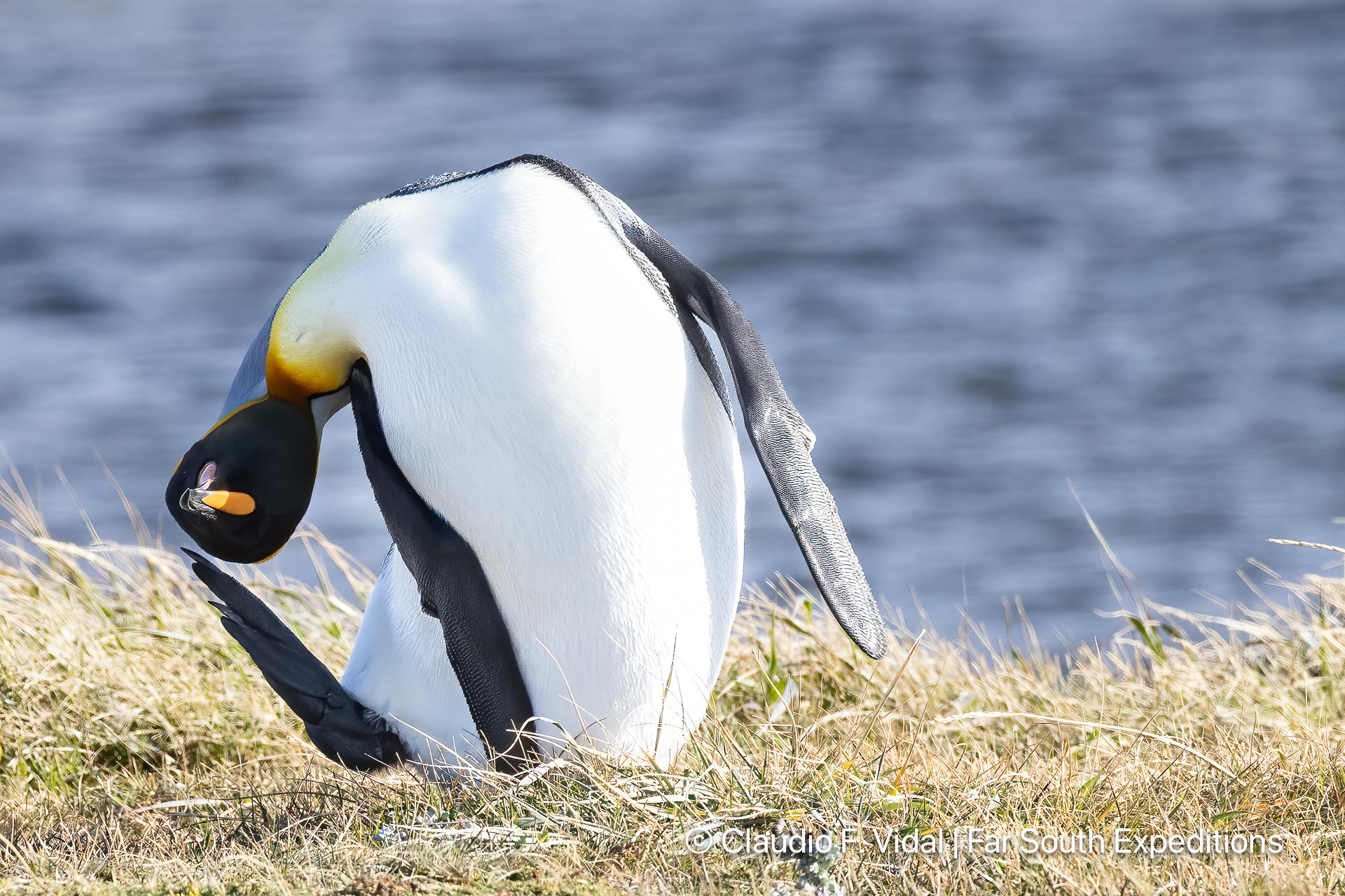 ultimate Patagonia wildlife trip