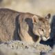 Equipo Esencial Para Fotografiar Pumas