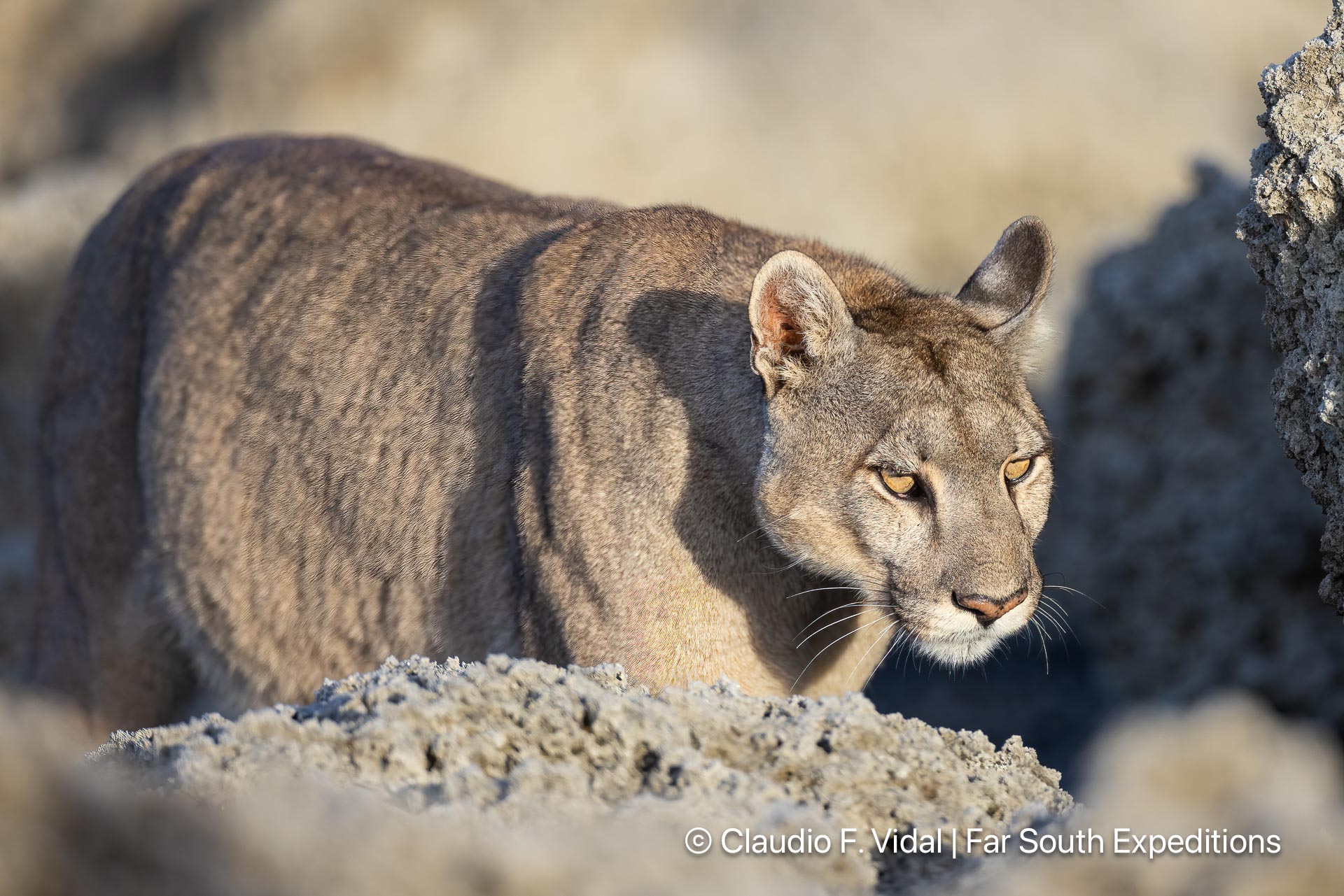 patagonian puma tracking chile