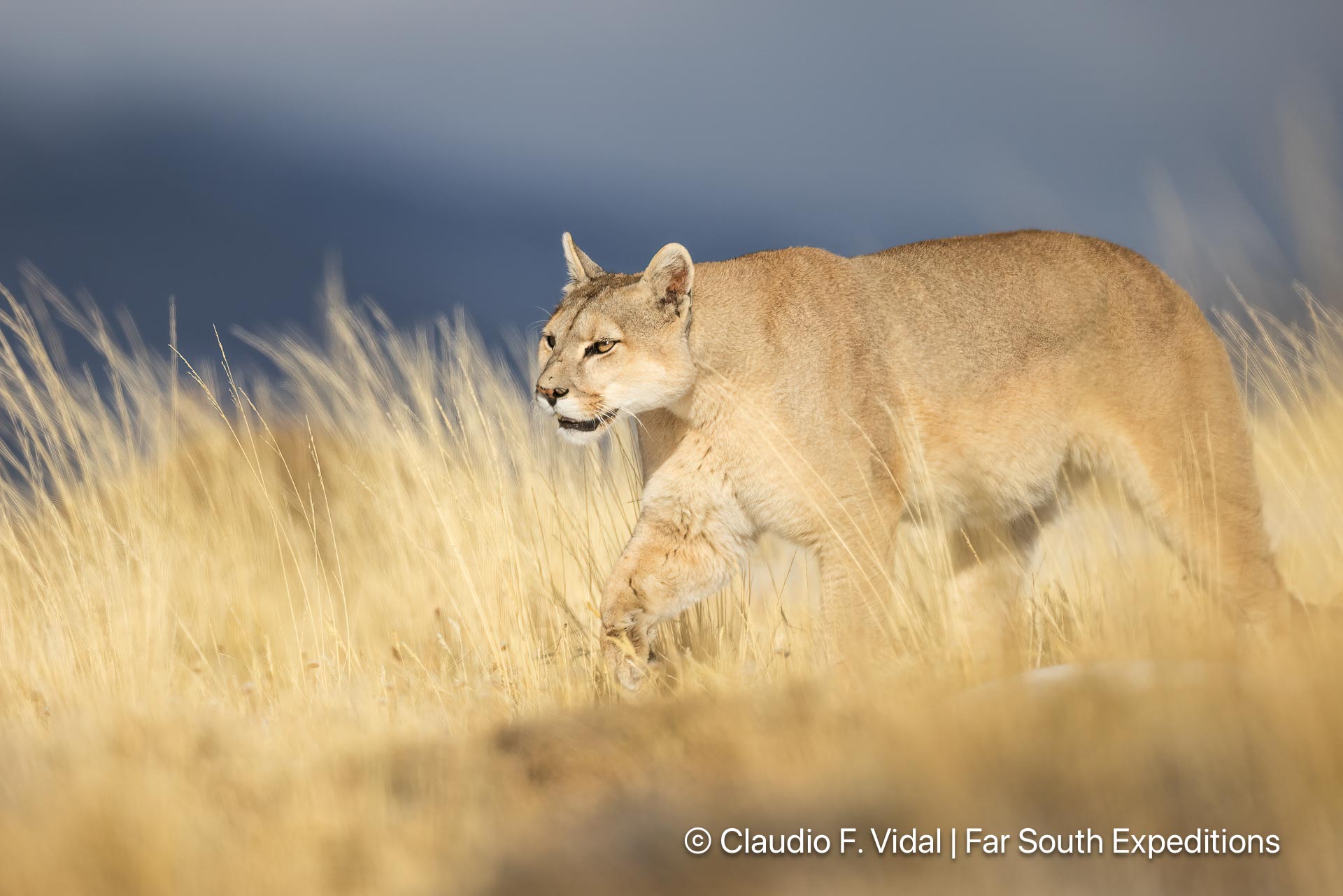 ultimate Patagonia wildlife trip