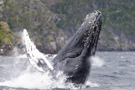 ultimate Patagonia wildlife trip