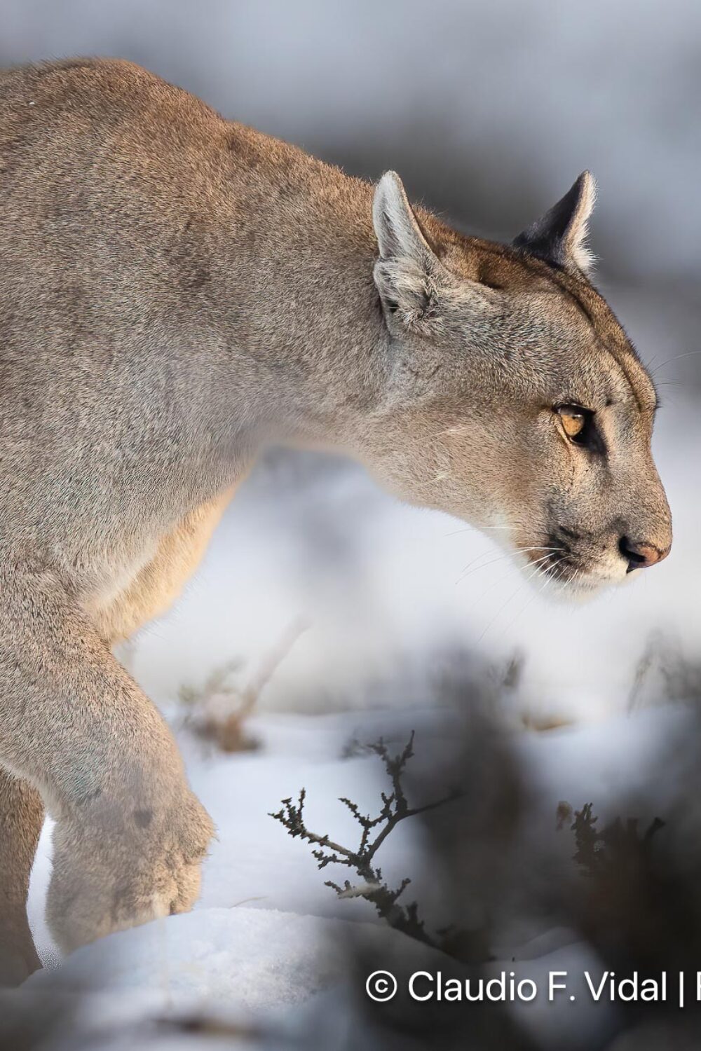 Patagonian-Puma-Chile-Claudio-Vidal_98A0129