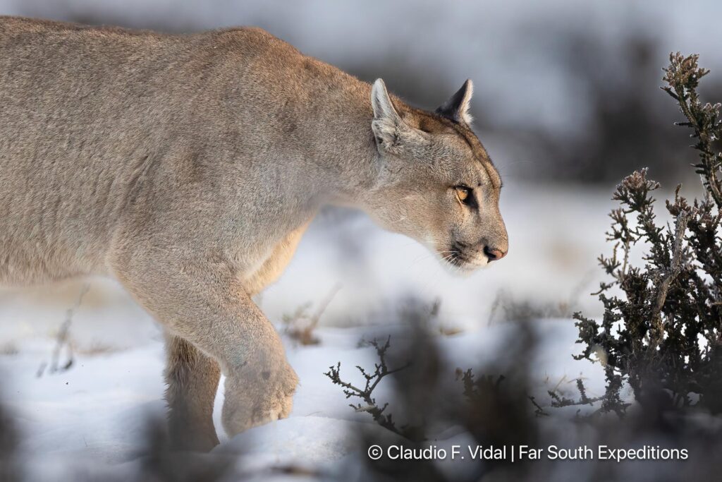 Patagonia puma claudio vidal far south expeditions