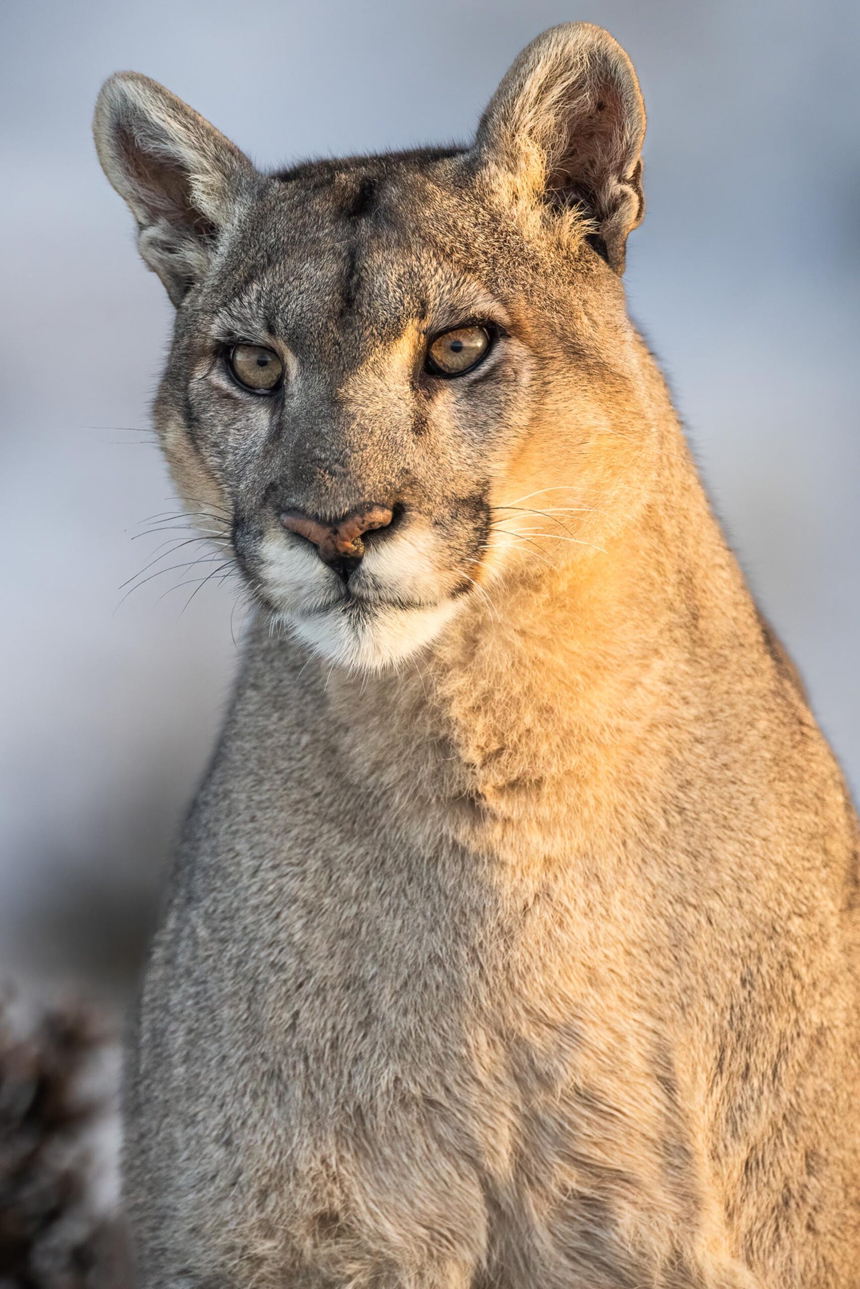 Patagonia puma claudio vidal far south expeditions