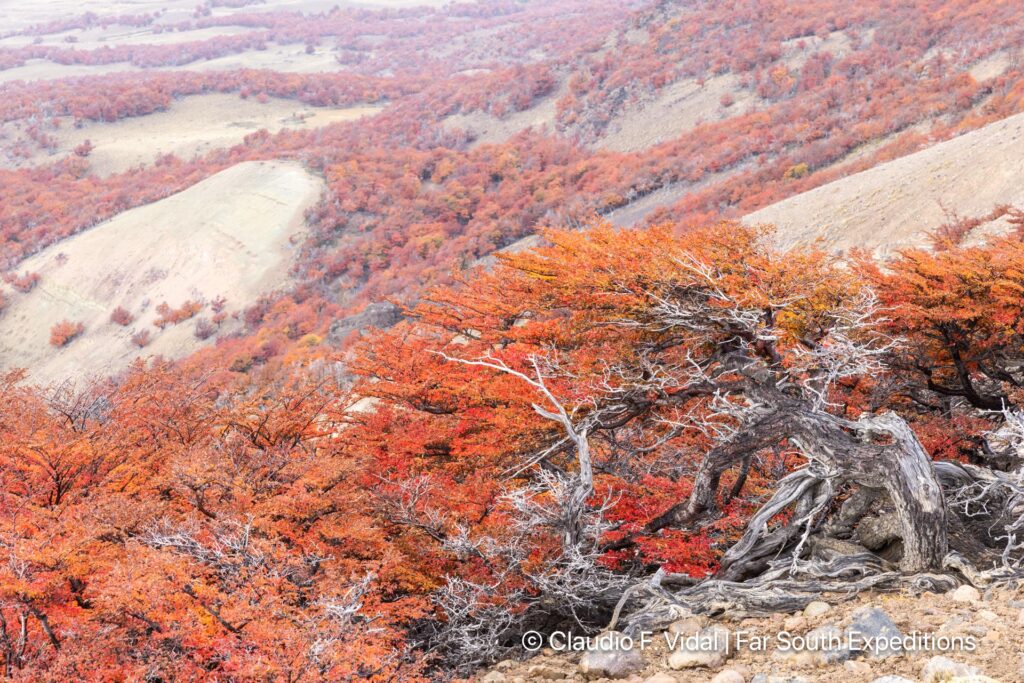 northern patagonia photography tour