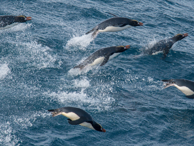 Birding Down Under Heritage Expeditions