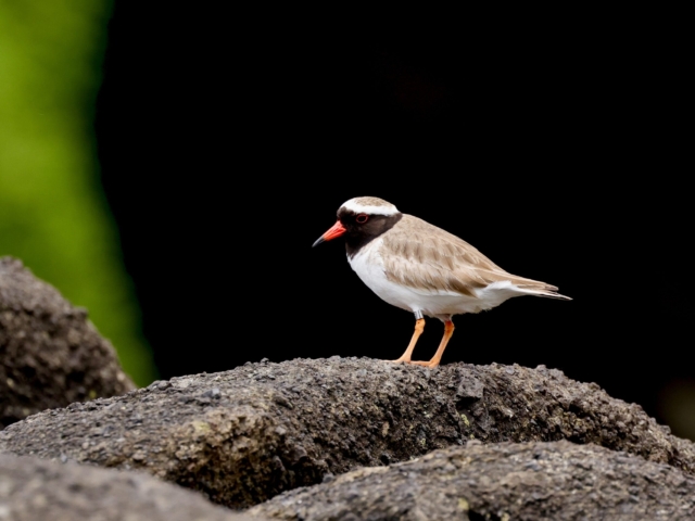 Birding Down Under Shore Plover South East Island Heritage Expeditions