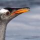 Penguins of Falkland Islands