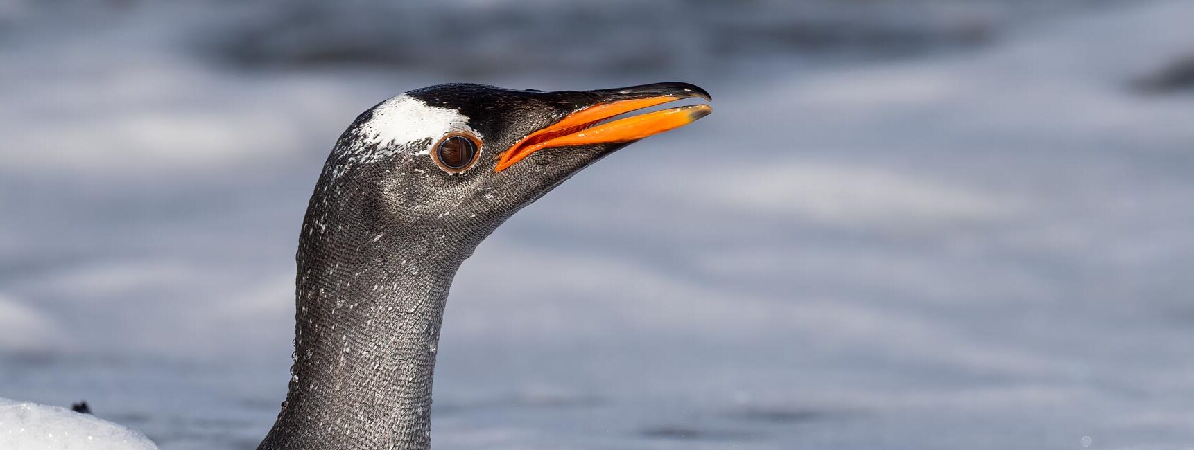 gentoo penguin falklands