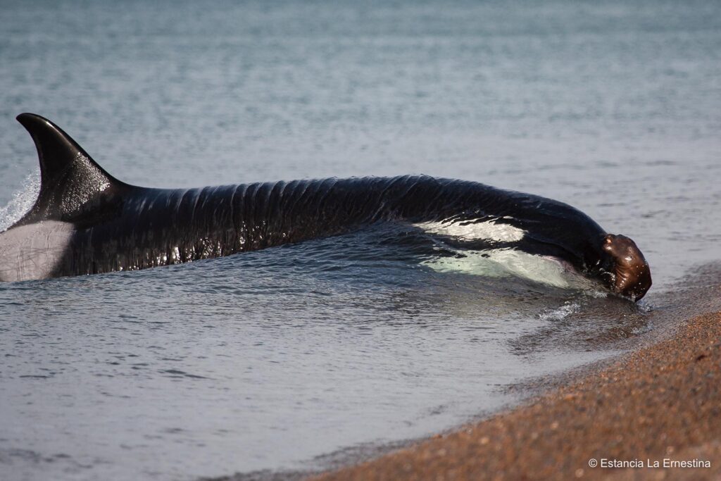 orcas Patagonia valdes peninsula