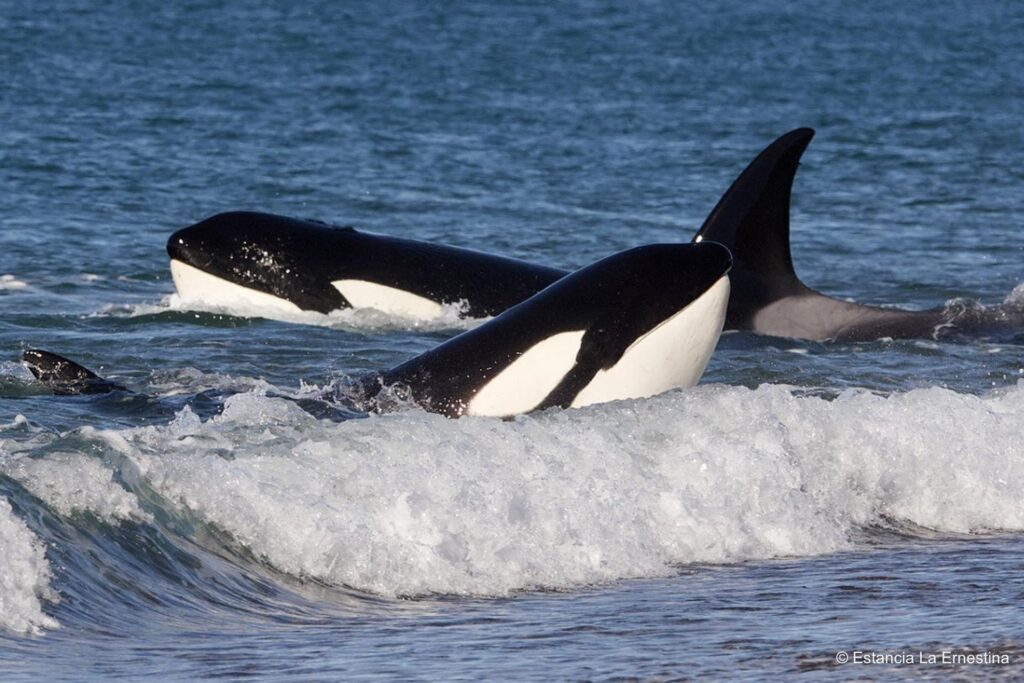 orcas Patagonia valdes peninsula