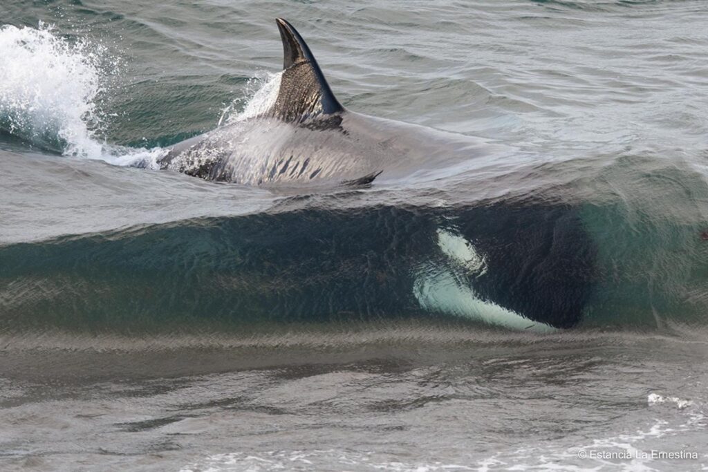 orcas Patagonia valdes peninsula