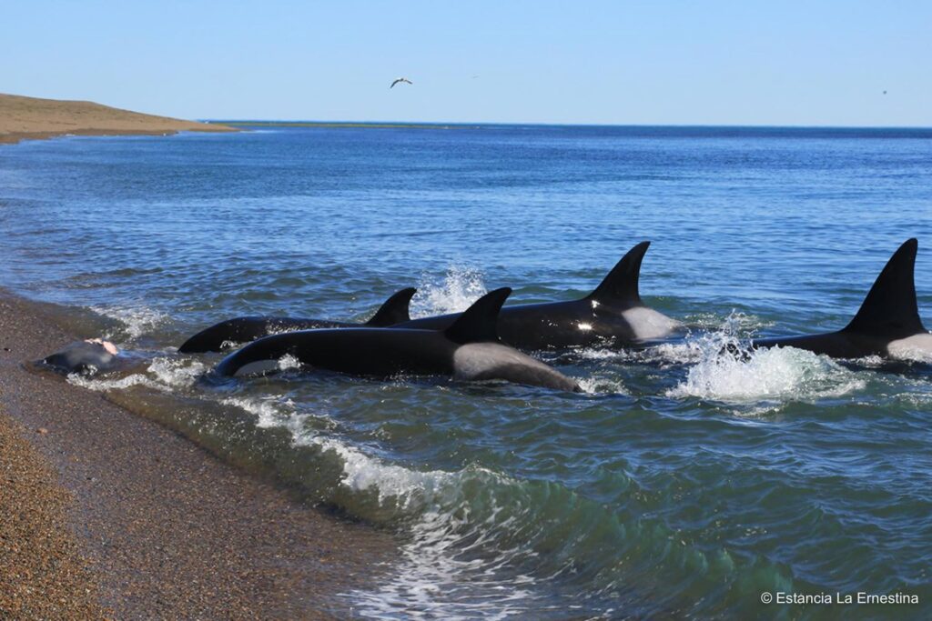 orcas Patagonia valdes peninsula