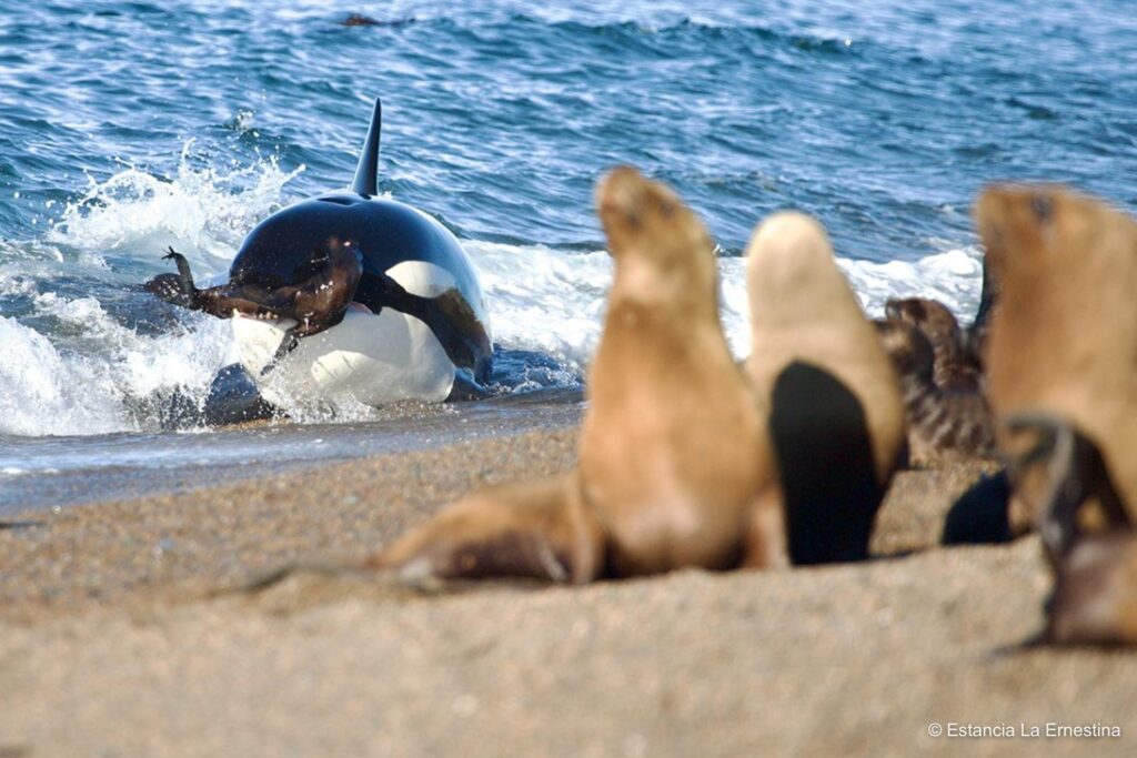 orcas Patagonia valdes peninsula