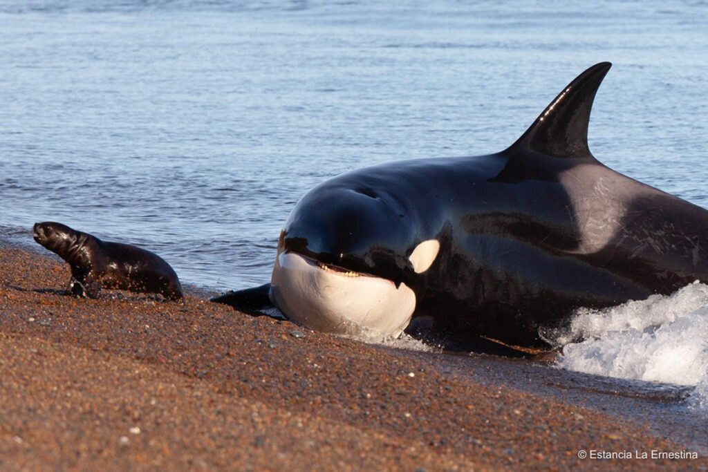 orcas Patagonia valdes peninsula