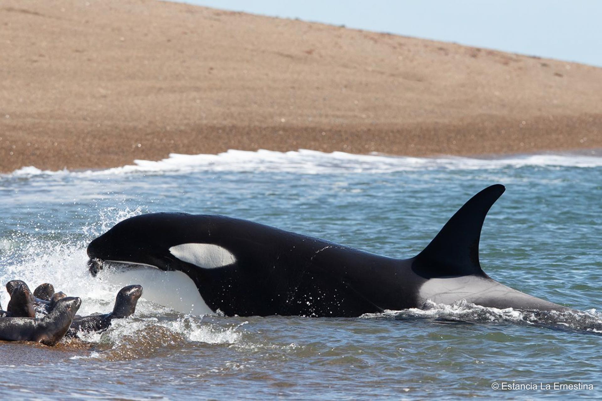 orcas Patagonia valdes peninsula