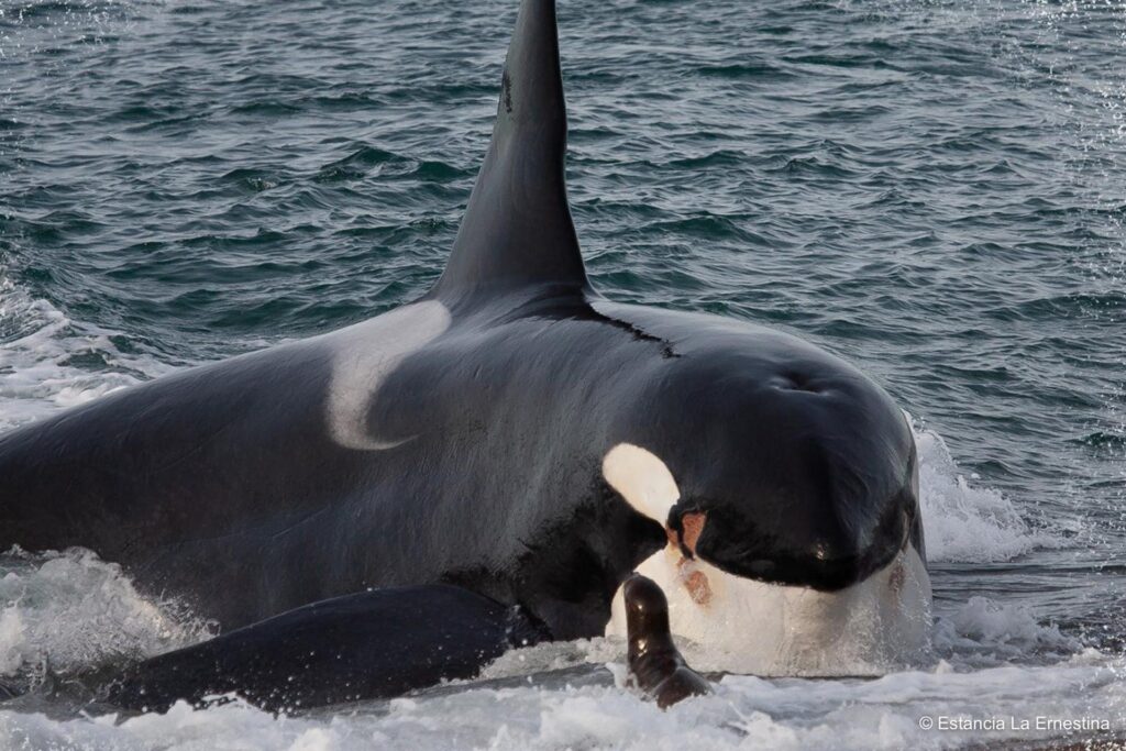 orcas Patagonia valdes peninsula