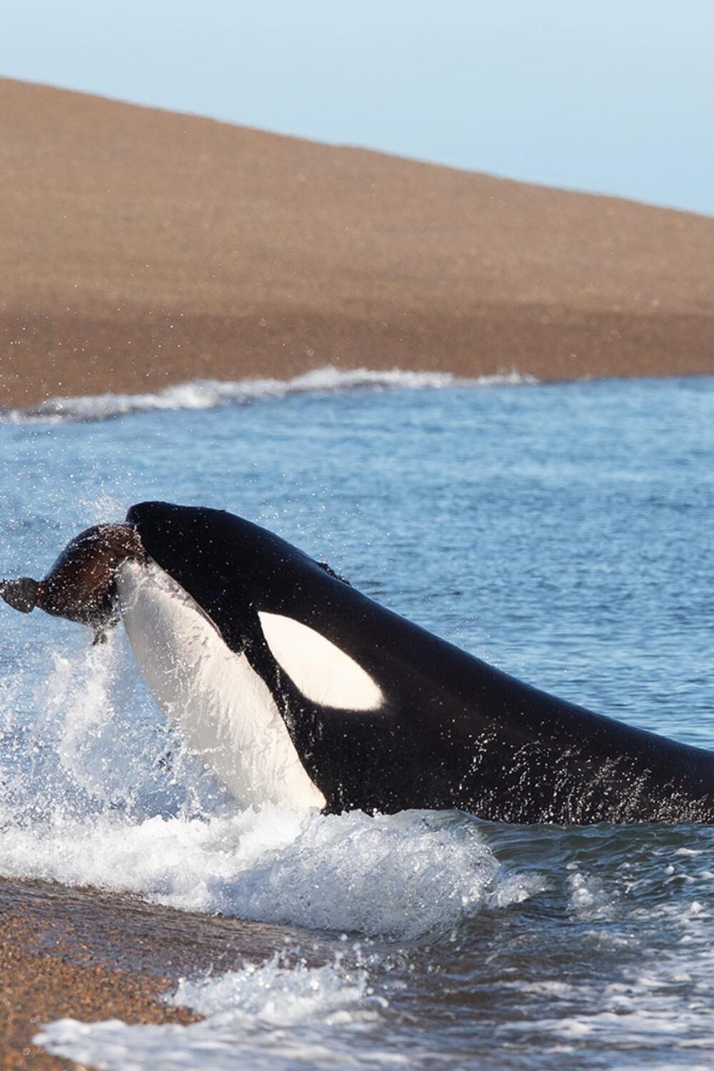 orcas-patagonia-4