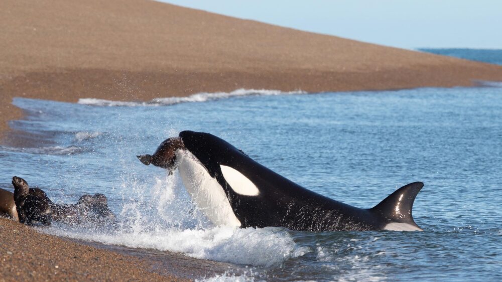 orcas Patagonia valdes peninsula