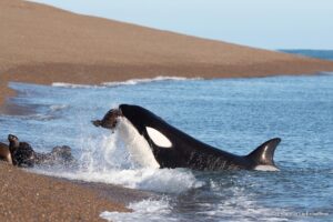 orcas Patagonia valdes peninsula