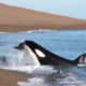 Orcas of Valdes Peninsula – A Worldwide Unique Natural Spectacle