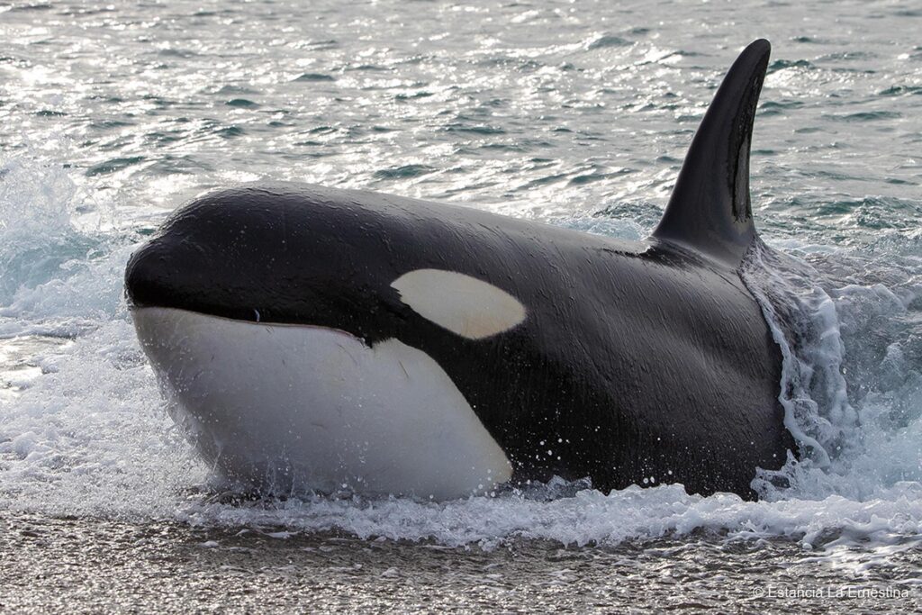 orcas Patagonia valdes peninsula