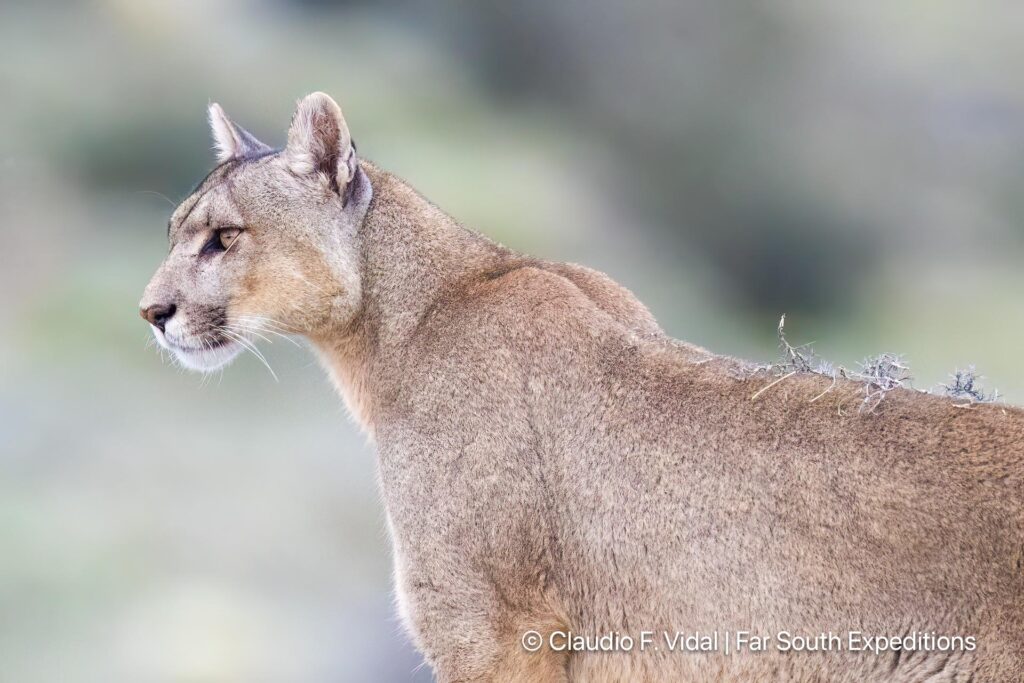 puma tracking in patagonia