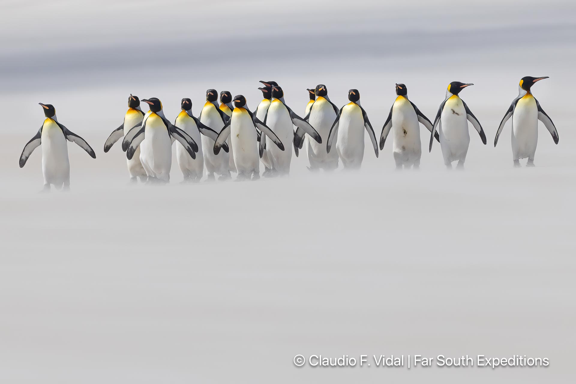 king penguin falklands tour