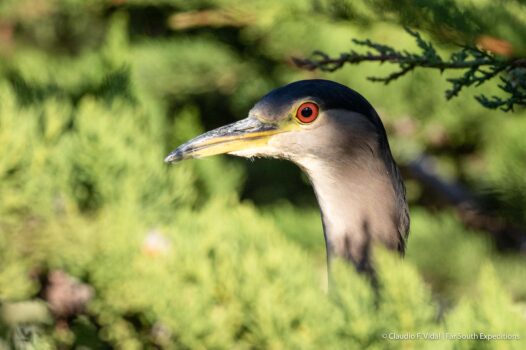 black-crowned night-heron