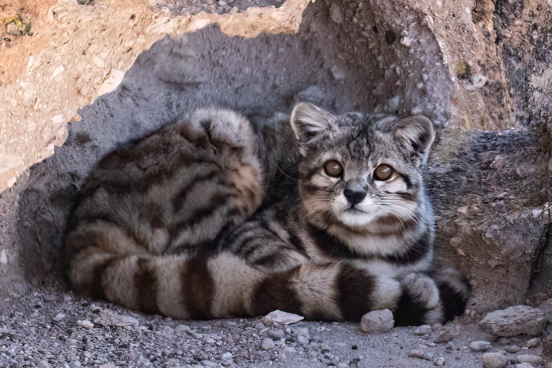 andean cat trips