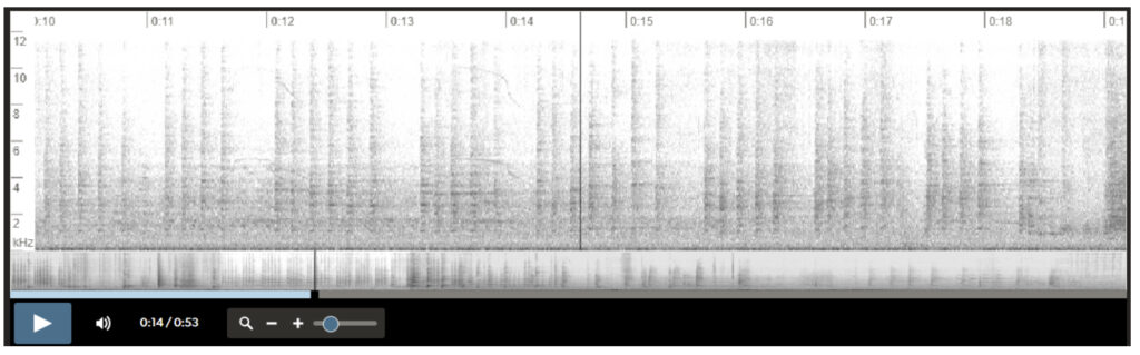 Black-crowned Night-Heron vocalization