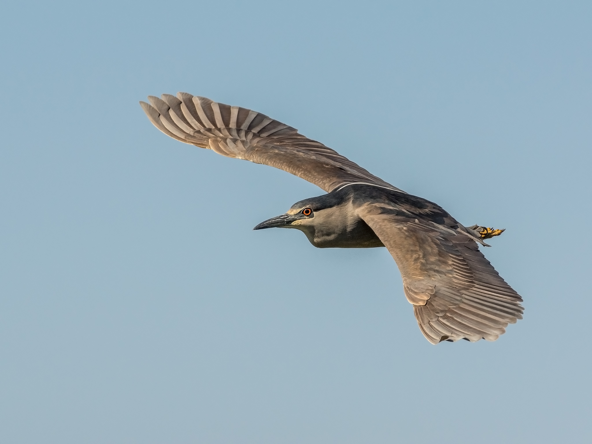 Black-crowned Night-heron Huairavo