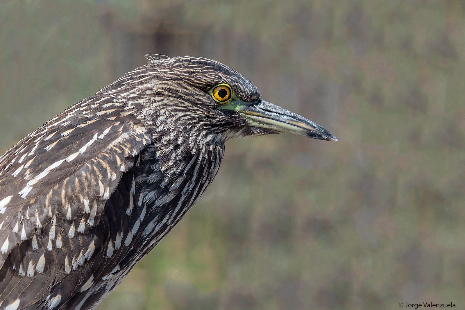 Black-crowned Night-Heron