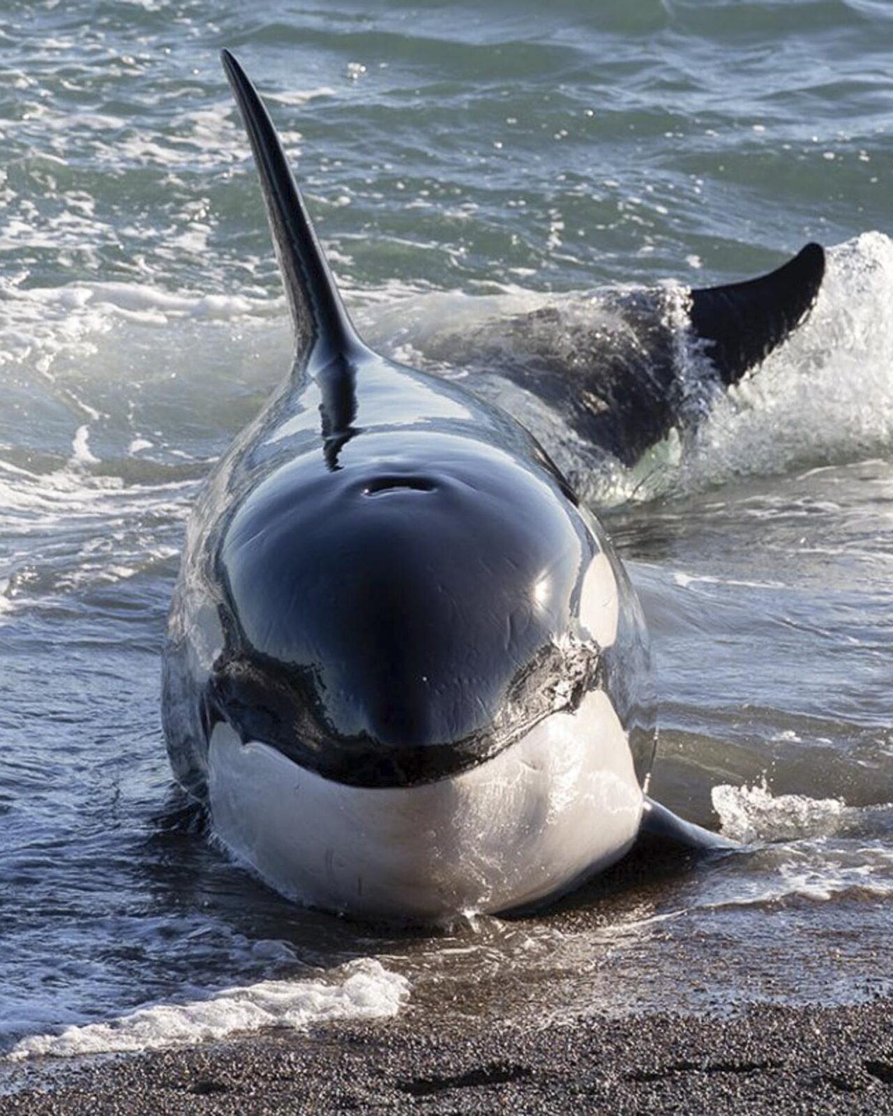 patagonian orca trip valdes peninsula