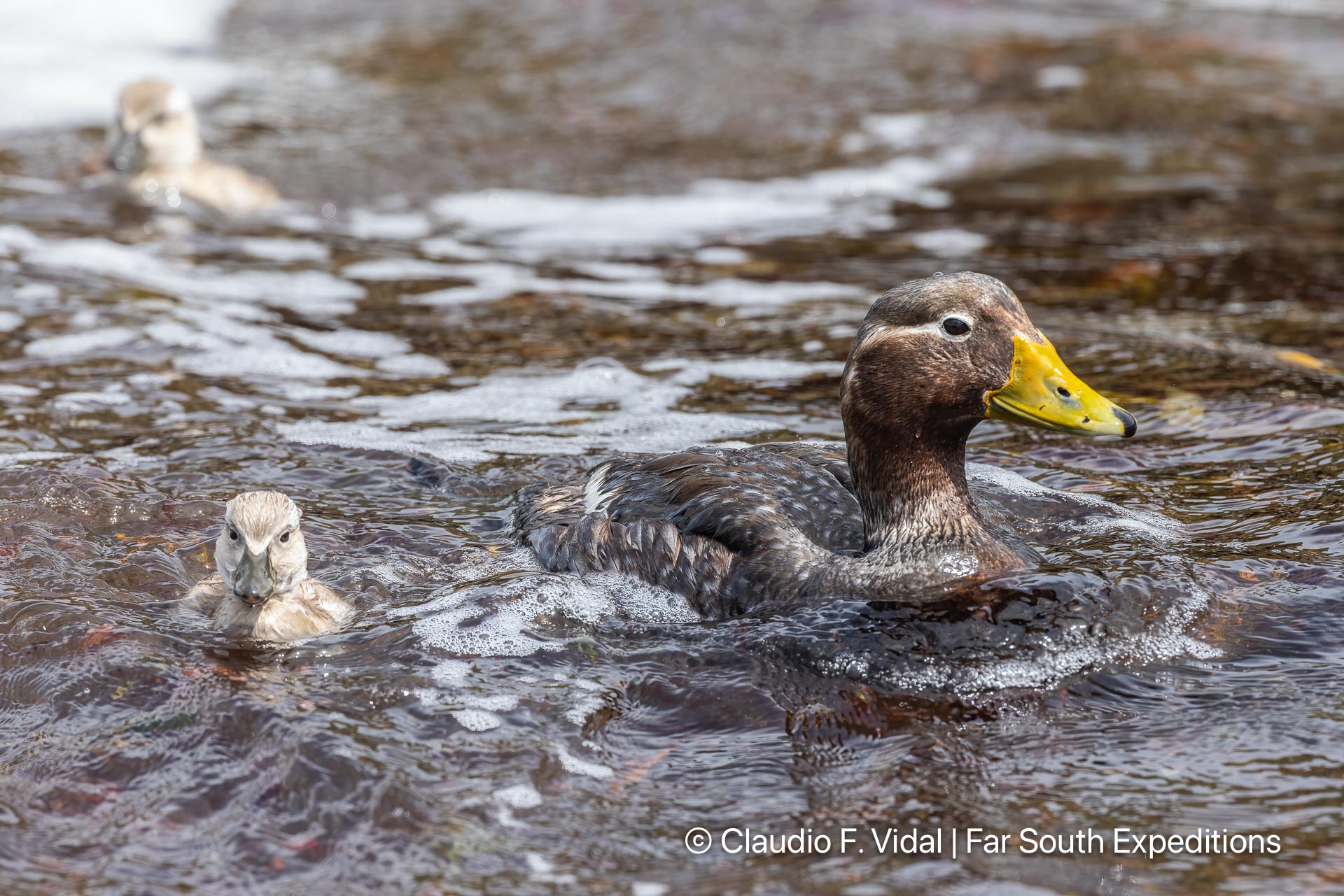 falklands wildlife photo tour