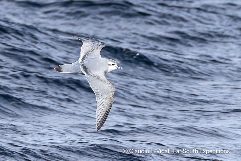 slender billed prion noir island patagonia