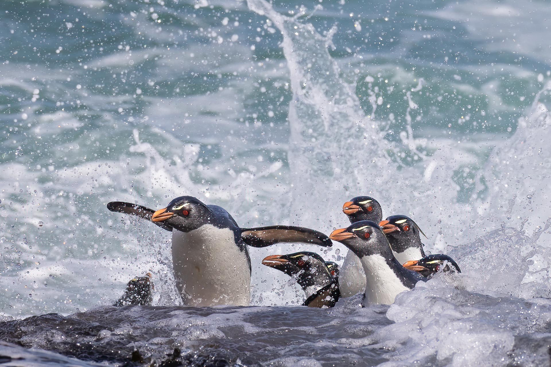rockhopper penguins, chile