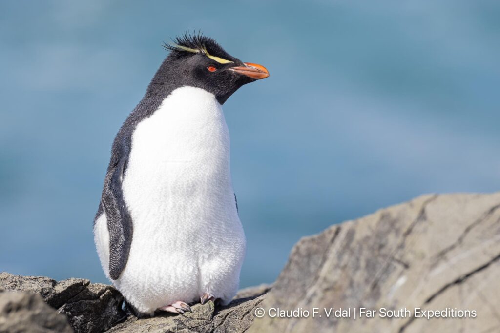 rockhopper penguin noir island patagonia