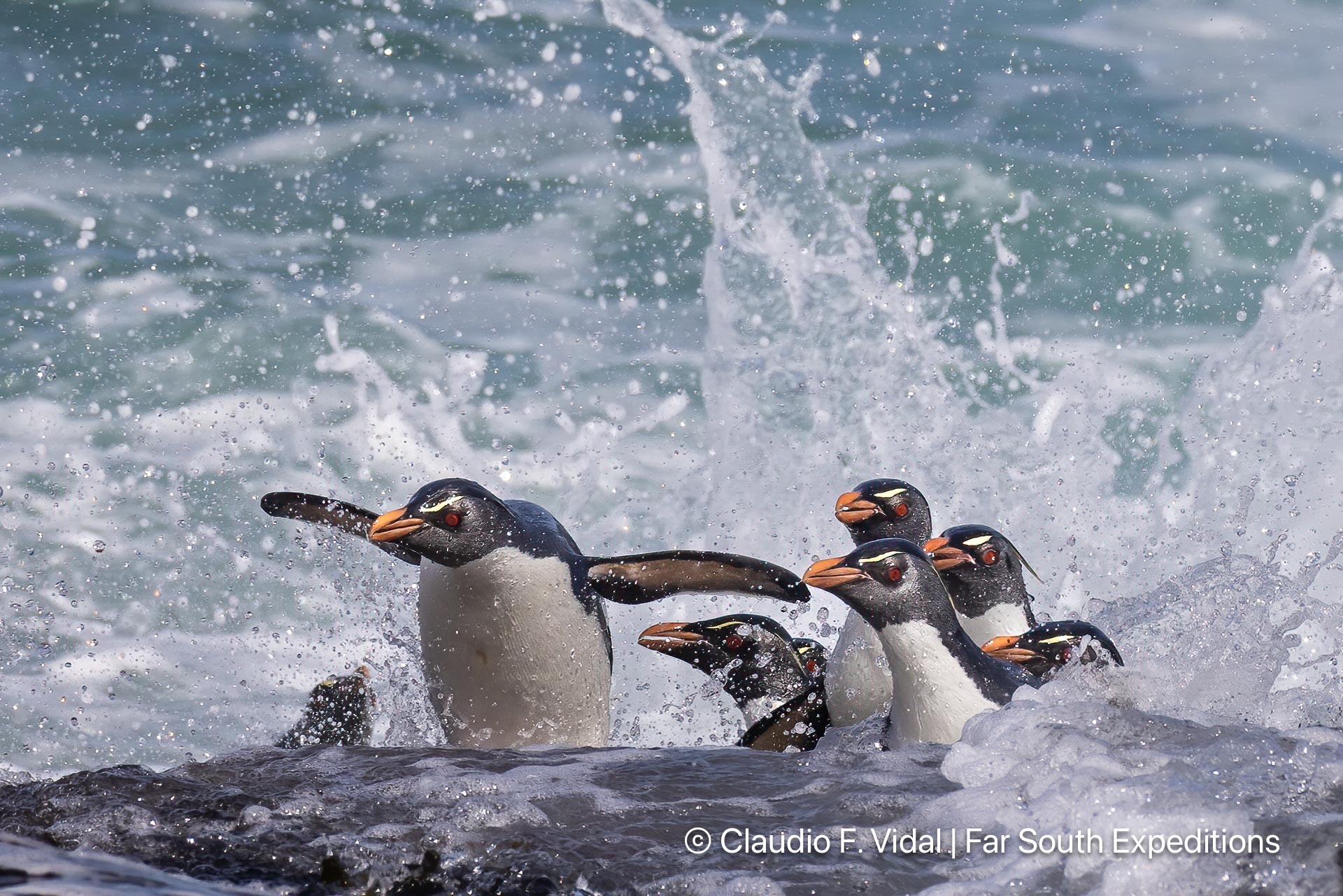 rockhopper penguin noir island patagonia