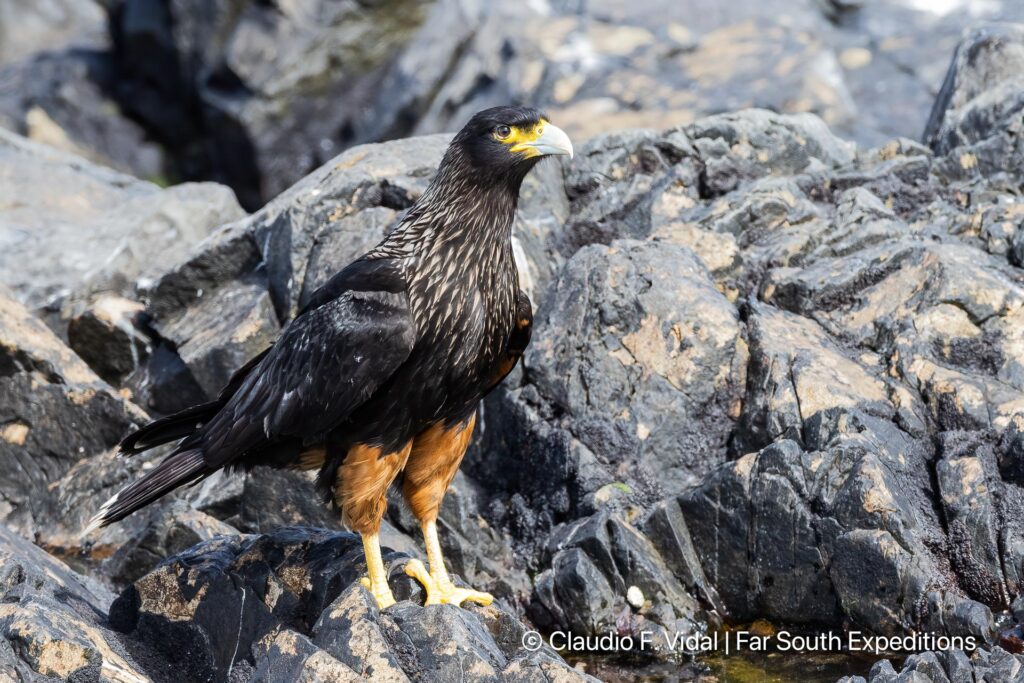 striated caracara noir island patagonia