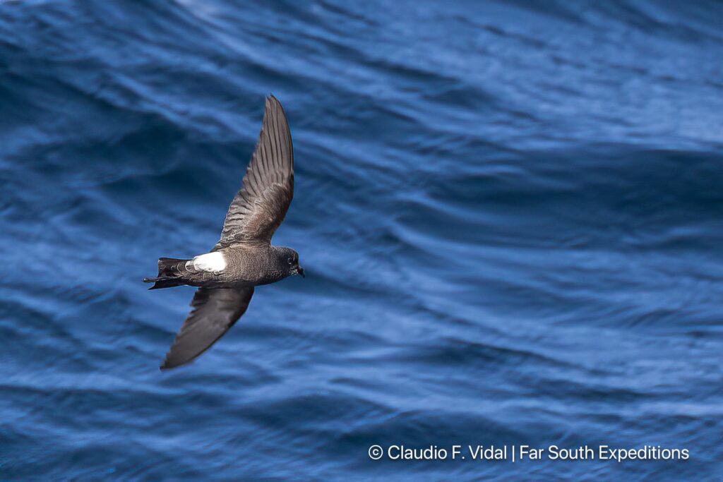 fuegian storm petrel noir island patagonia