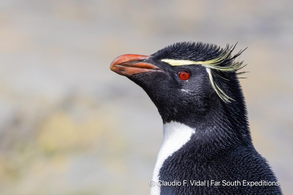 rockhopper penguin noir island patagonia