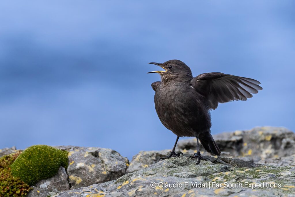 blackish cinclodes noir island patagonia