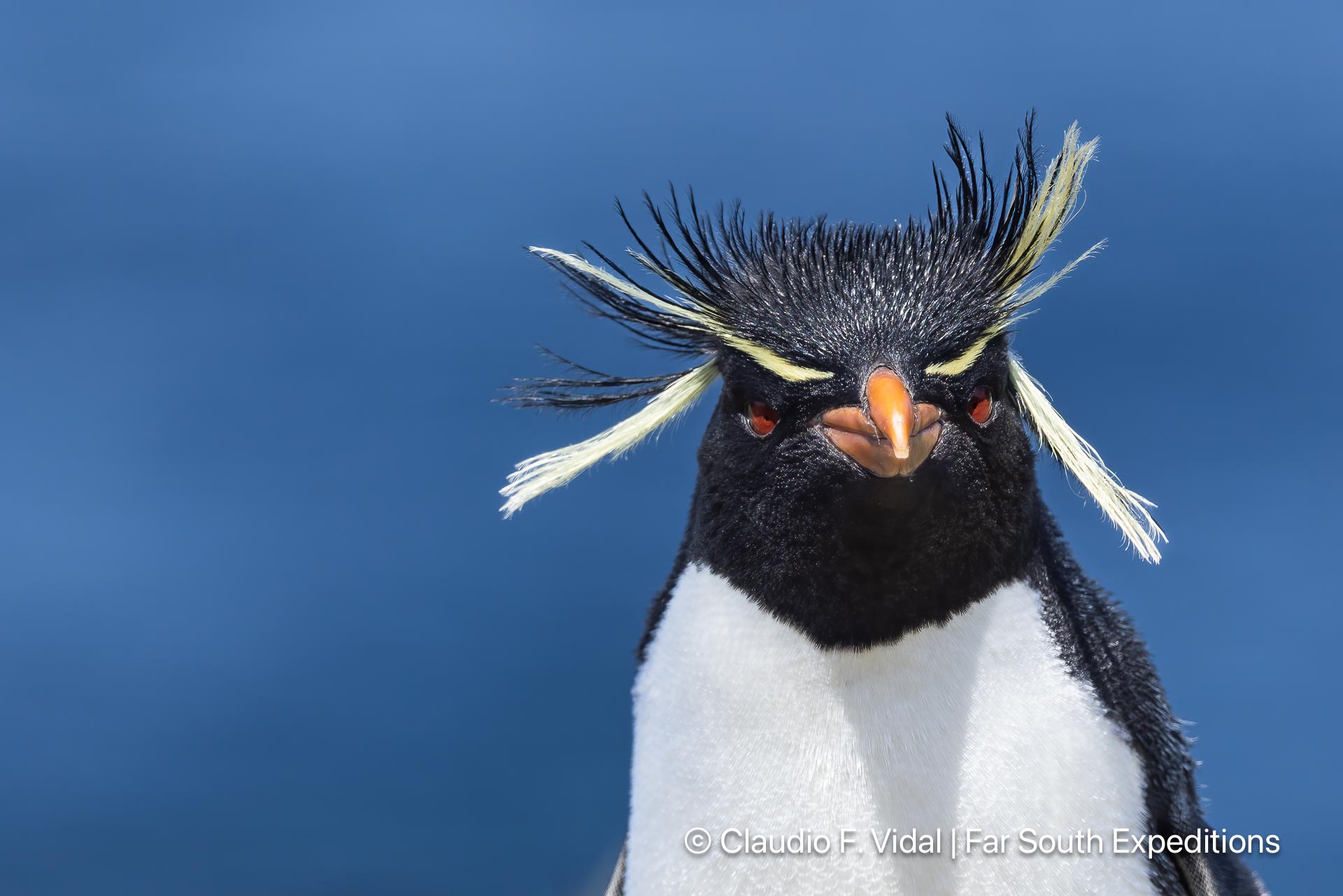 rockhopper penguin noir island patagonia