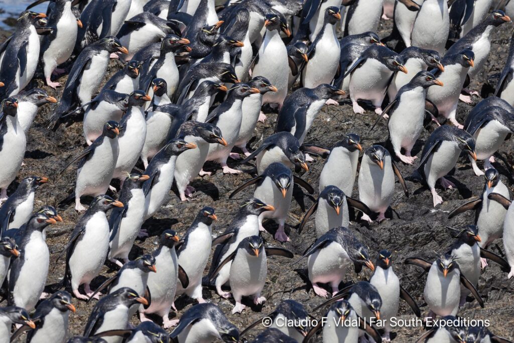 rockhopper penguin noir island patagonia