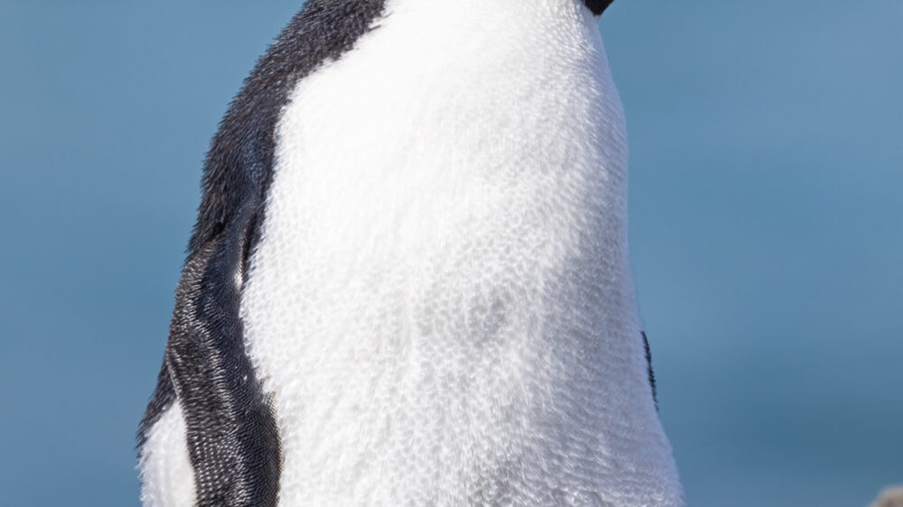 rockhopper penguin, noir island