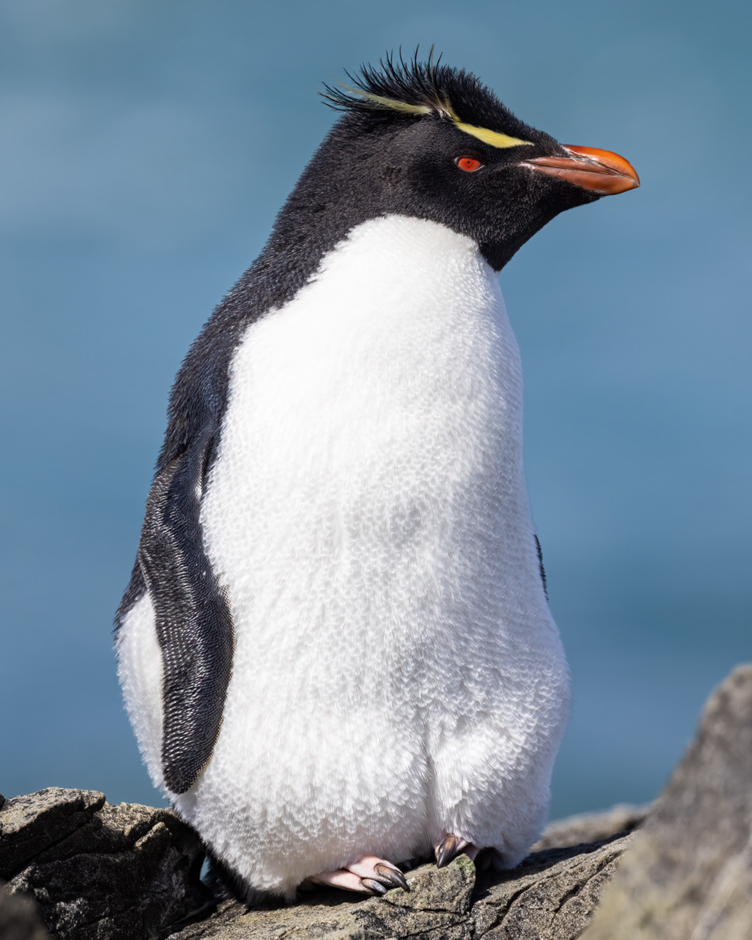rockhopper penguin, noir island