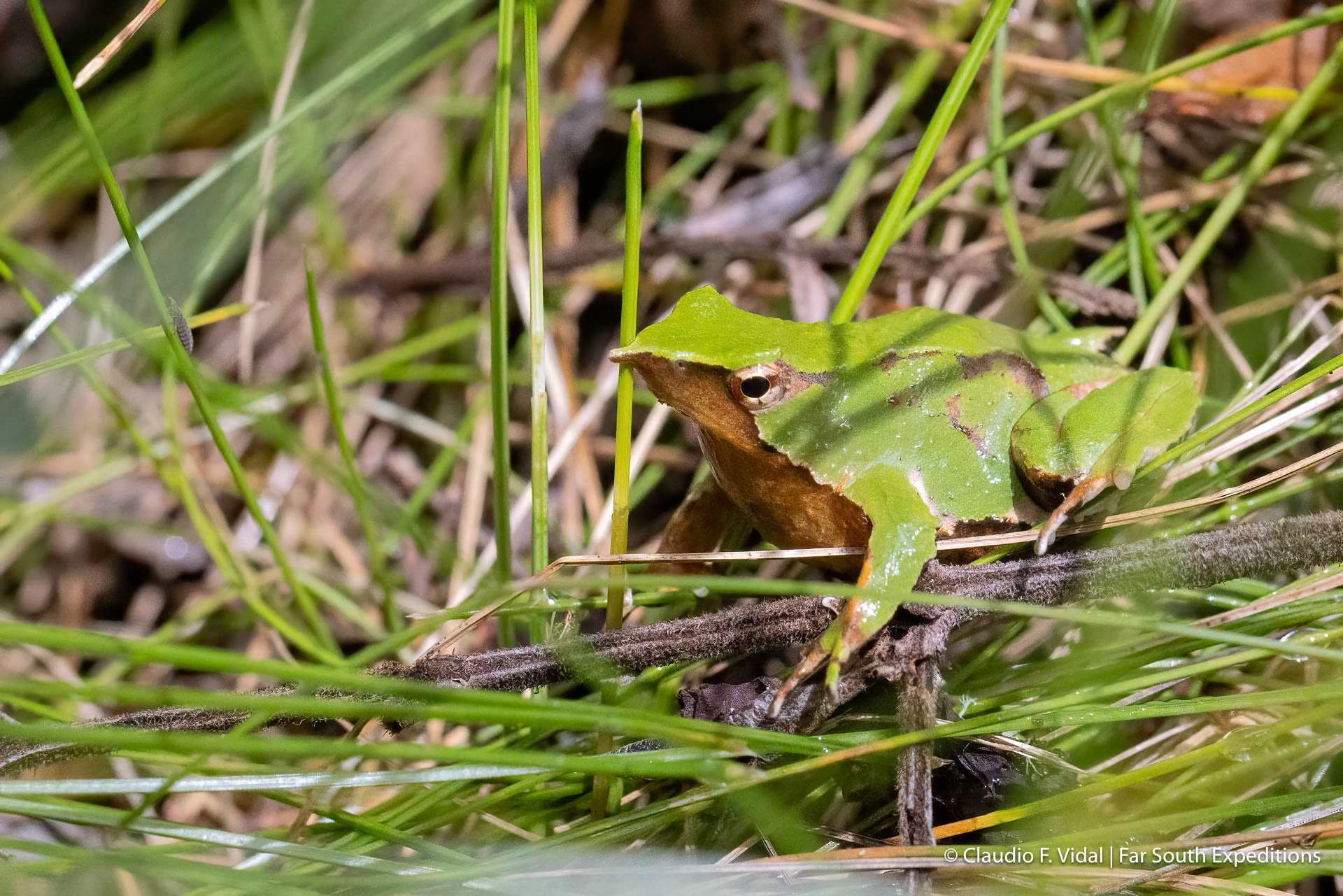 Darwin's frog