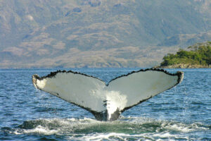 Ballenas Jorobadas – Gigantes del Estrecho de Magallanes