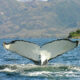 Ballenas Jorobadas – Gigantes del Estrecho de Magallanes